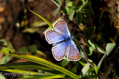 Male Plebejus saepiolus