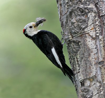 White-headed Woodpecker