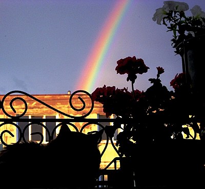 cat....flowers..and ..rainbow
