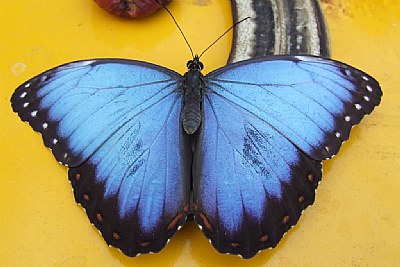 Blue..