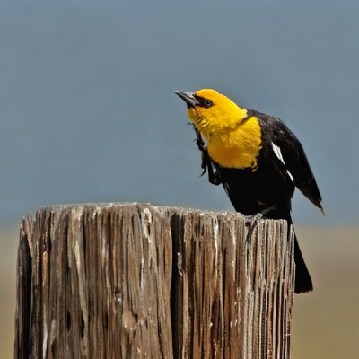 Yellow-headed Blackbird