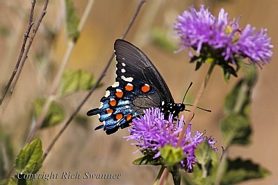 Pipevine Swallowtail Butterfly