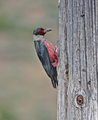 Lewis's Woodpecker