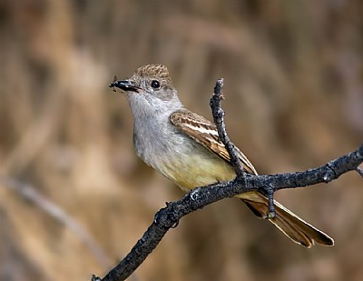 Ash-throated Flycatcher meal