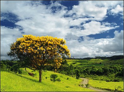 Yellow Tree