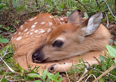 Baby Bambi