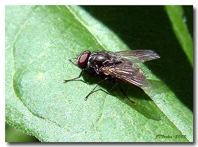 House Fly