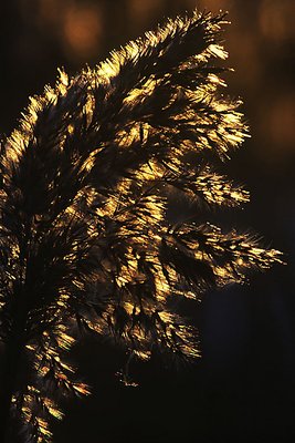 Bulrush in backlight