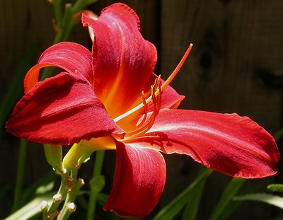 Glorious Lily...