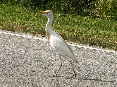 Texas Roadwalker