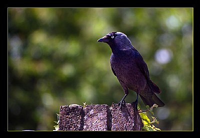 Jackdaw