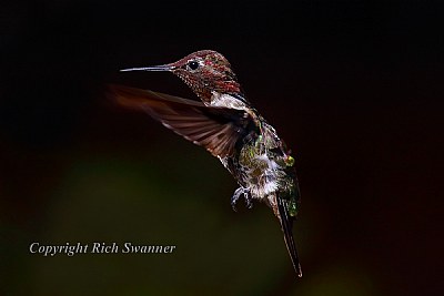 "Lil Red The Hummingbird"