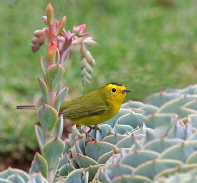 Wilson's Warbler