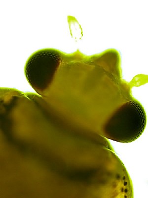 Compound eyes