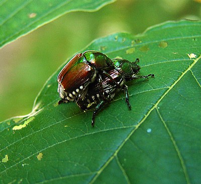 Busy Beetles