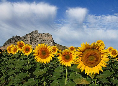  Sunflowers and Lover's Leap