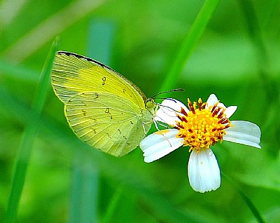 Tiny Butterfly