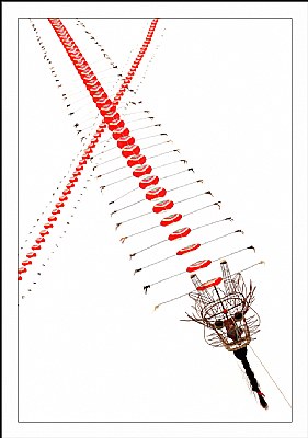 Kites 4