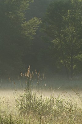 Misty Meadow