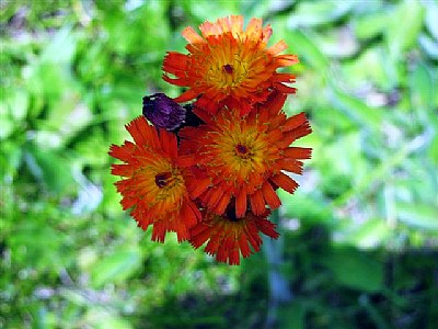 Indian Paint Brush