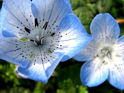 Blue flowers