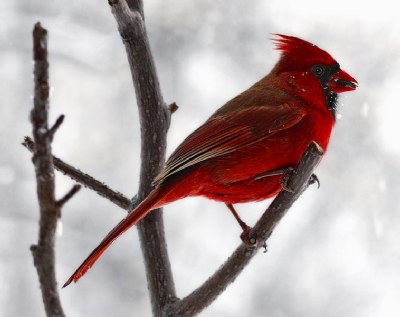 snowstorm cardinal