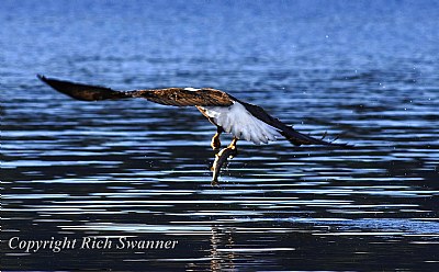 Bald Eagle Fishing