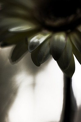 Shadowed Flower in a Brigth Field