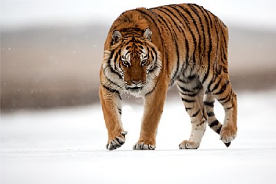 The Tiger and The Snow