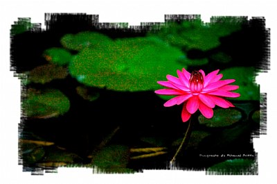 Flower 14