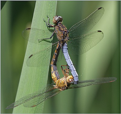 Dragonfly (7): Couple