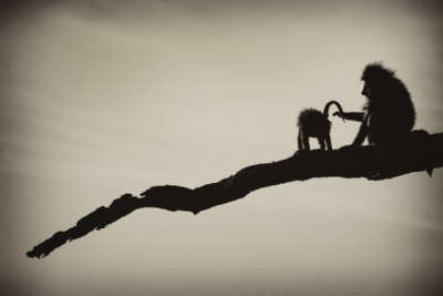 [ baboons ]