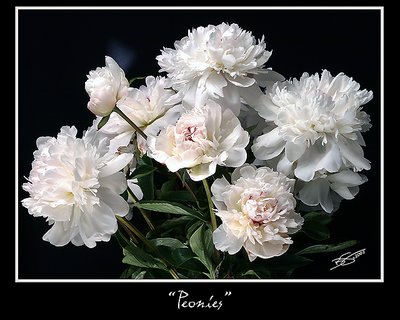 Peonies