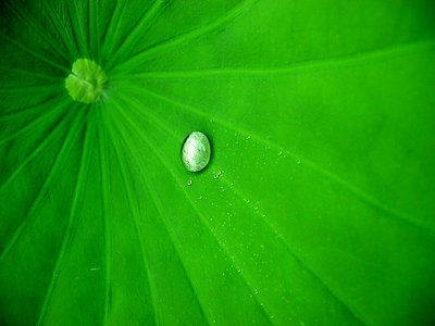 Lotus Leaf