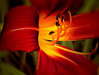 Day Lily Luminous