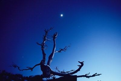 Vulcan Peak Tree