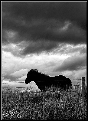 Highlands Horse