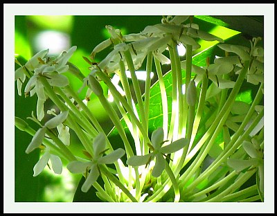 green shadow