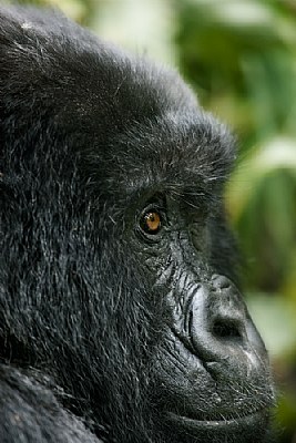 Mountain Gorilla