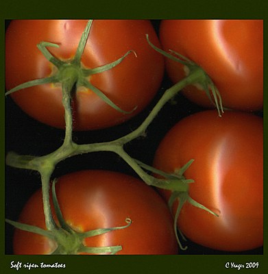 Soft ripen tomatos