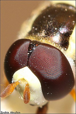 A hoverfly head