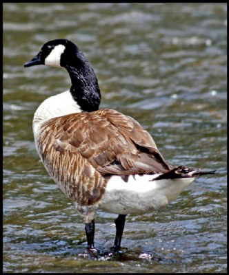 CANADA GOOSE