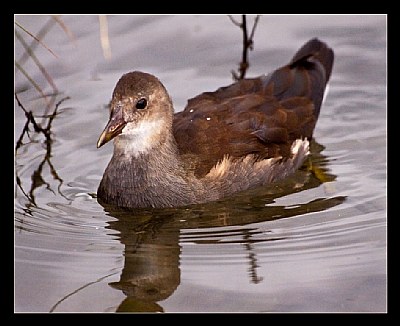 Moorhen