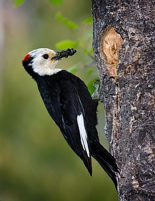 Male White-headed Woodpecker