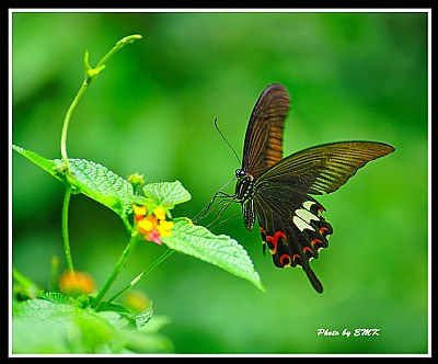 Butterfly_8