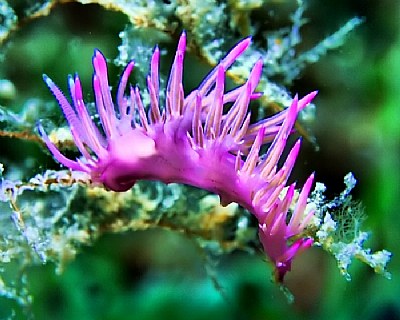 Nudibranch