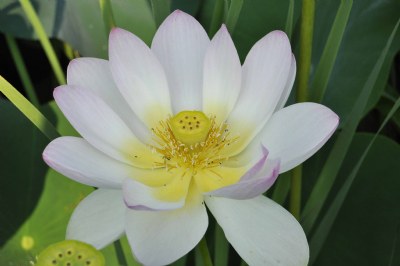 Lotus #4
