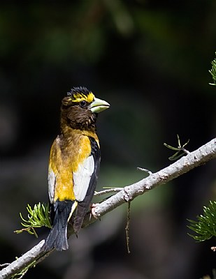 Male Evening Grosbeak