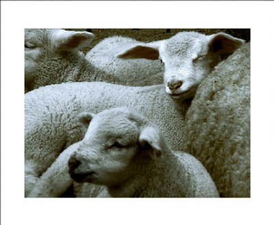 	 As lambs.