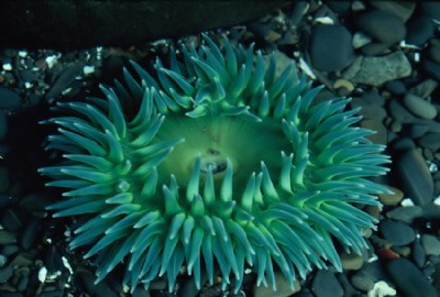 Sea Anemone up close